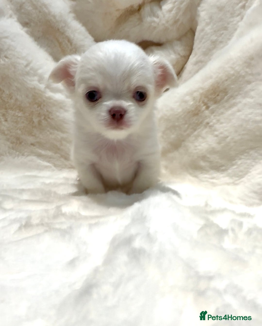 Chihuahua dogs for sale: QUALITY LONG COAT KC CHIHUAHUA PUPPIES  - Advert 30