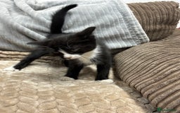 British Longhair cats for sale: 3 beautiful kittens - Image 10