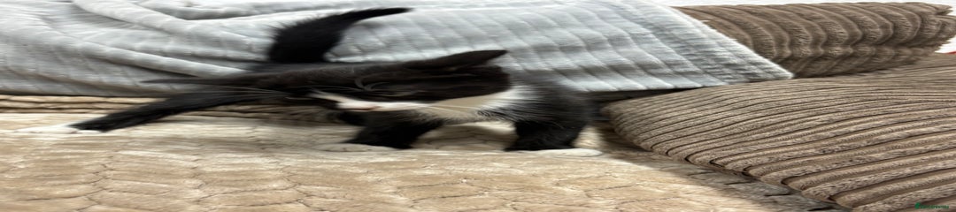 British Longhair Kitten 3