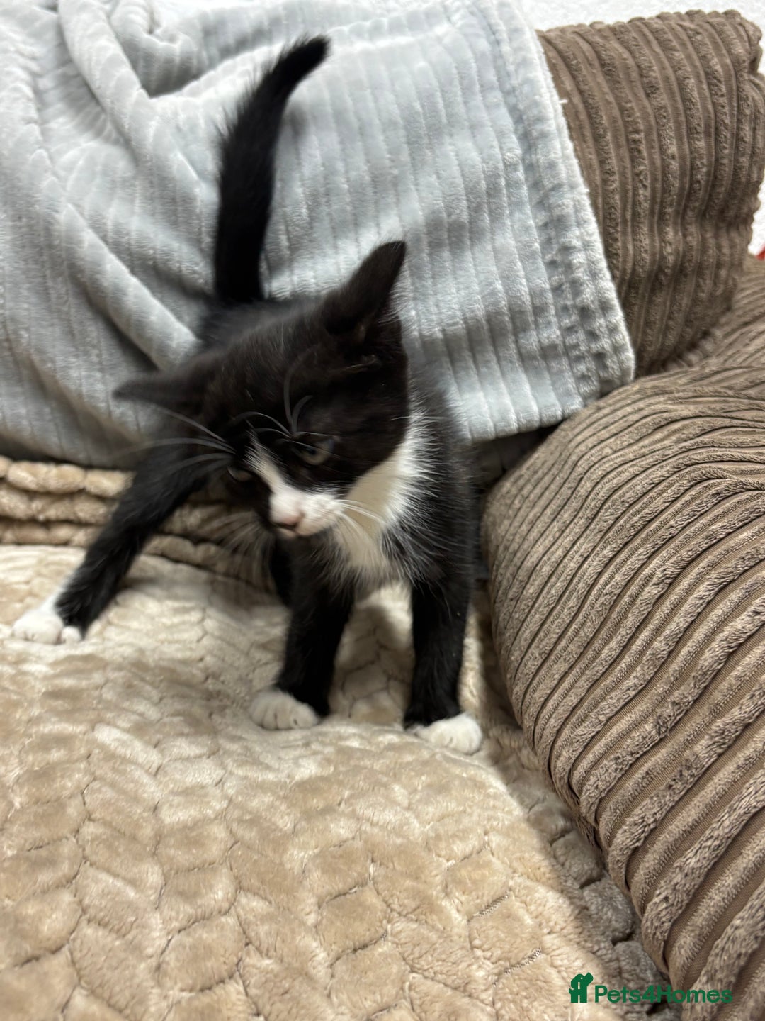 British Longhair cats for sale: 3 beautiful kittens - Image 10