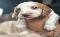 Cocker Spaniel dogs for sale: Rare colour puppies 🐶  - Image 8