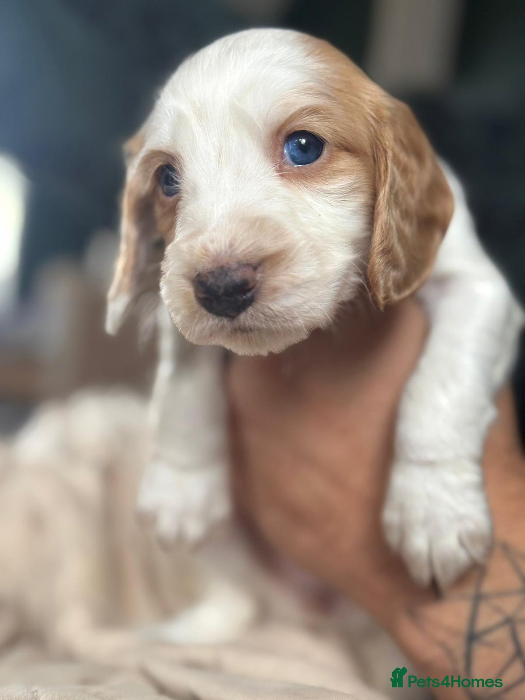 Cocker Spaniel dogs for sale: Rare colour puppies 🐶  - Image 8