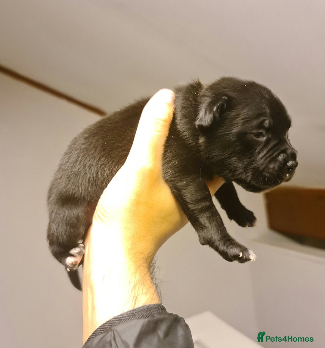 Staffordshire Bull Terrier dogs for sale: Adorable champion bred black staffys puppy's  - Image 15