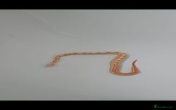 Boa Snake reptiles for sale:  Sunglow boa  - Image 1