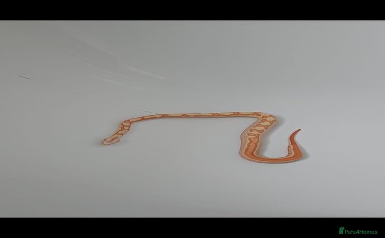 Boa Snake reptiles - Advert 5