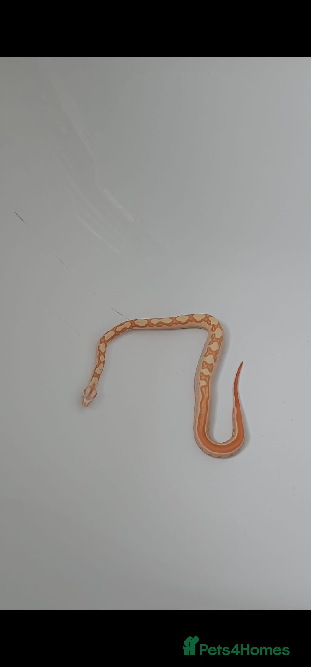 Boa Snake reptiles for sale:  Sunglow boa  - Image 1