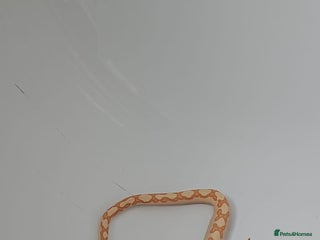 Boa Snake reptiles Sunglow boa - Advert 1