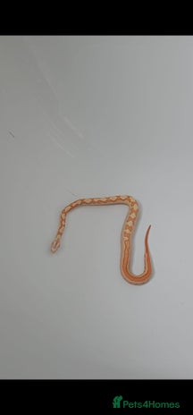 Boa Snake reptiles - Advert 4
