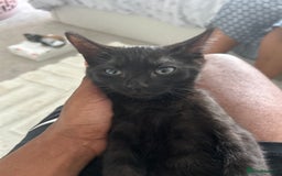 Domestic Shorthair cats for sale: 2 14-WeekOld Kittens Looking for Loving Homes - Image 7
