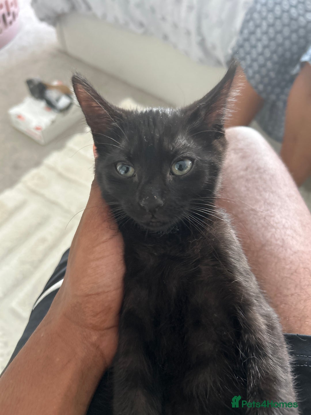 Domestic Shorthair cats for sale: 2 14-WeekOld Kittens Looking for Loving Homes - Image 7