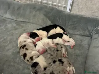 Border Collie dogs Border Collies - mixture of colours - Advert 12