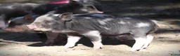 Pig livestock for sale: Genuine Juliana Line Micro Pigs - Advert 4