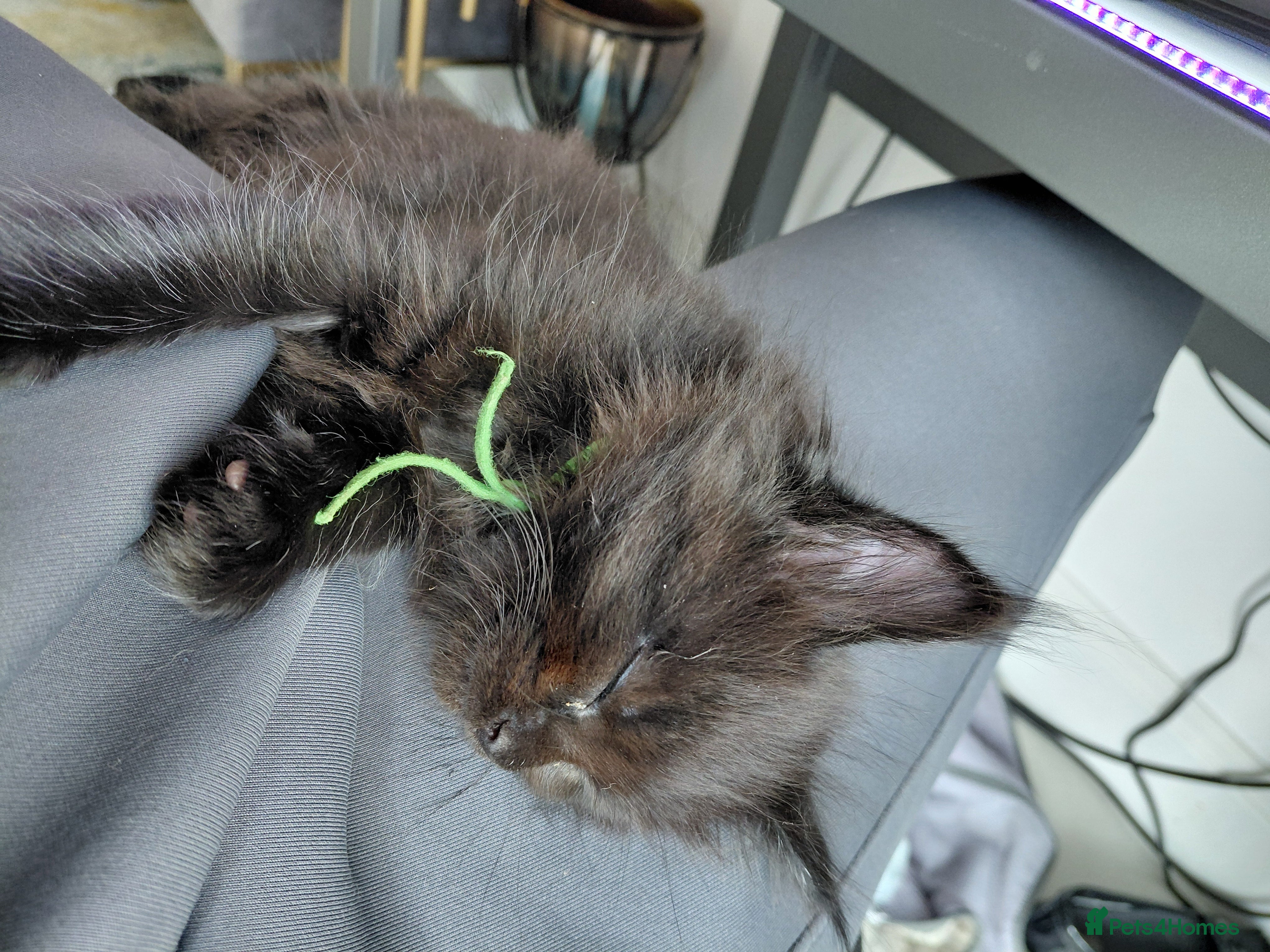 Maine Coon cats Beautiful Ticca registered maine coon kittens - Advert 2