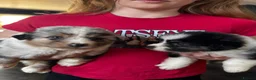 Australian Shepherd dogs for sale: Fully health tested KC registered showline Aussies - Advert 16