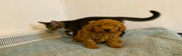 Cavapoo dogs for stud: Cavapoo Stud Dog. DNA clear testing  in Winkleigh - Advert 11