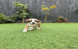 Mixed Breed dogs for sale: Cavapoo x Italian greyhound puppies  - Image 8