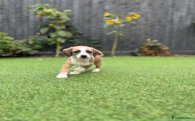 Mixed Breed dogs - Advert 1