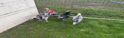 Chickens poultry for sale: Exchequer leghorns  - Advert 4
