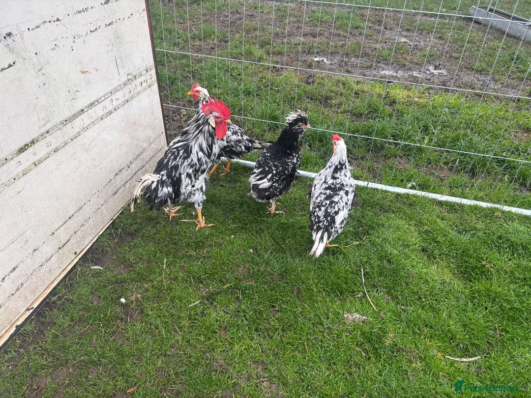 Chickens poultry for sale: Exchequer leghorns  - Advert 4