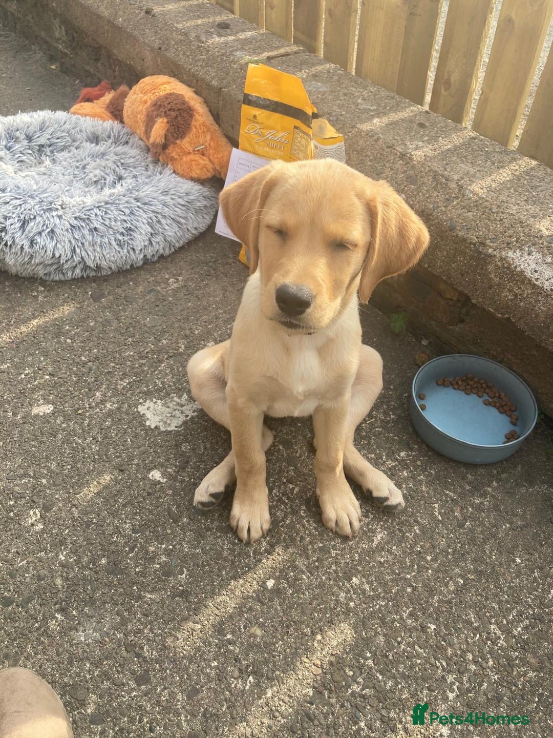 Goldador dogs for sale: Goldador Puppies for sale  - Image 18
