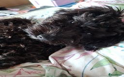 Sproodle dogs for sale: 9 Month Sproodle Pup - Image 3