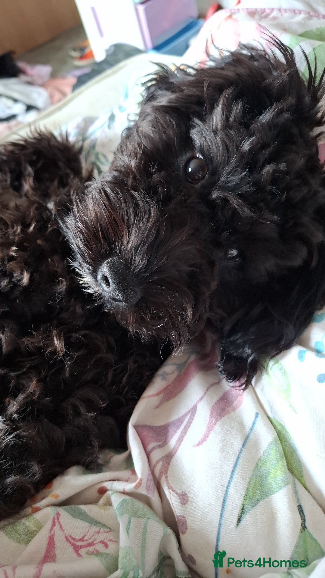 Sproodle dogs for sale: 9 Month Sproodle Pup - Image 3