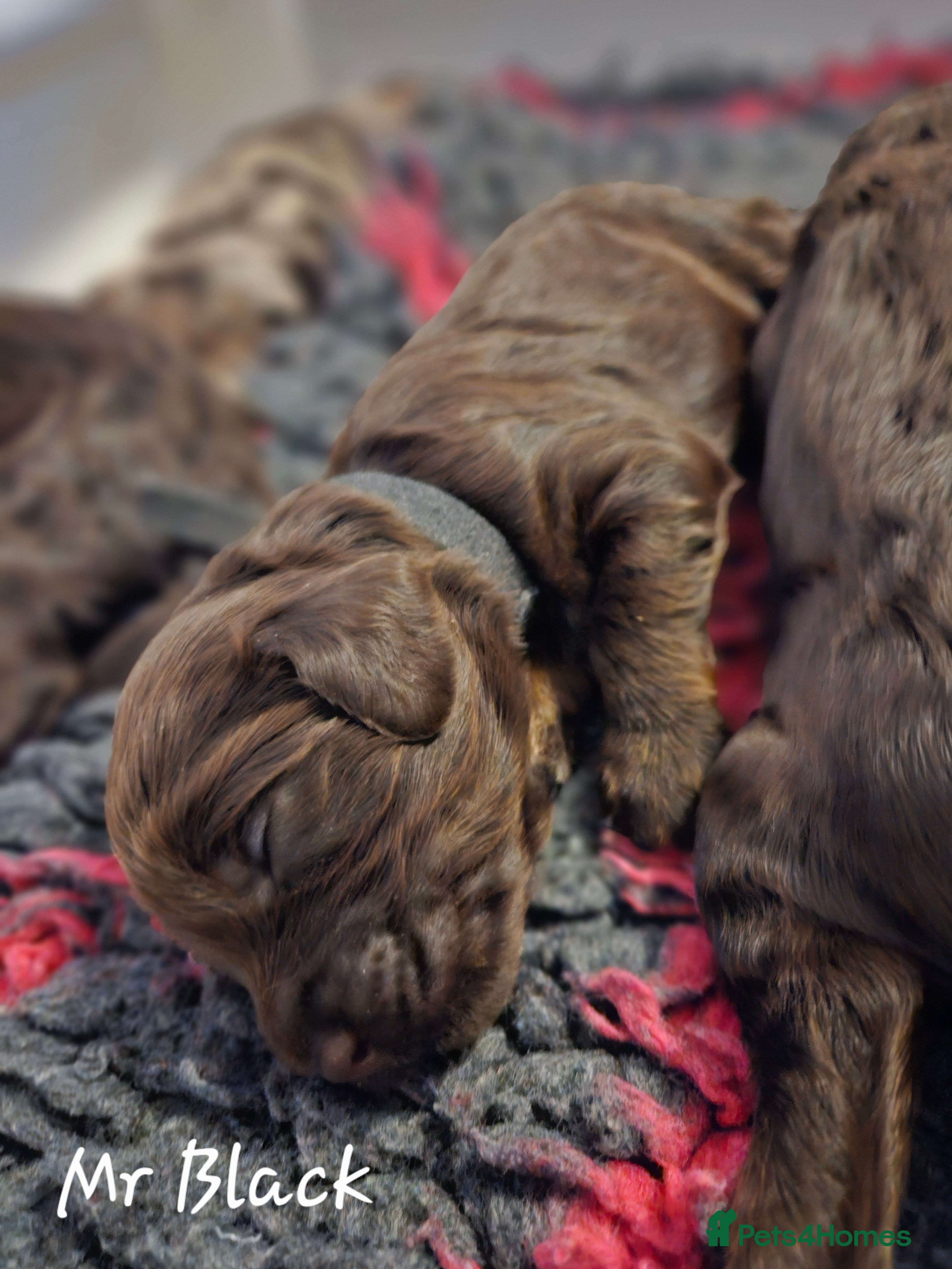 Cockapoo dogs F1b Toy Chocolate/Chocolate and Tan Cockapoo's  - Advert 8