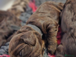 Cockapoo dogs F1b Toy Chocolate/Chocolate and Tan Cockapoo's - Advert 8