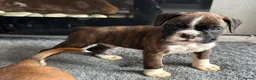Boxer dogs for sale: Beautiful Kc boxer puppies  - Advert 7