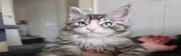 Maine Coon cats for sale: Maine coon Blue eyes + Long Hair in Burnley - Advert 6
