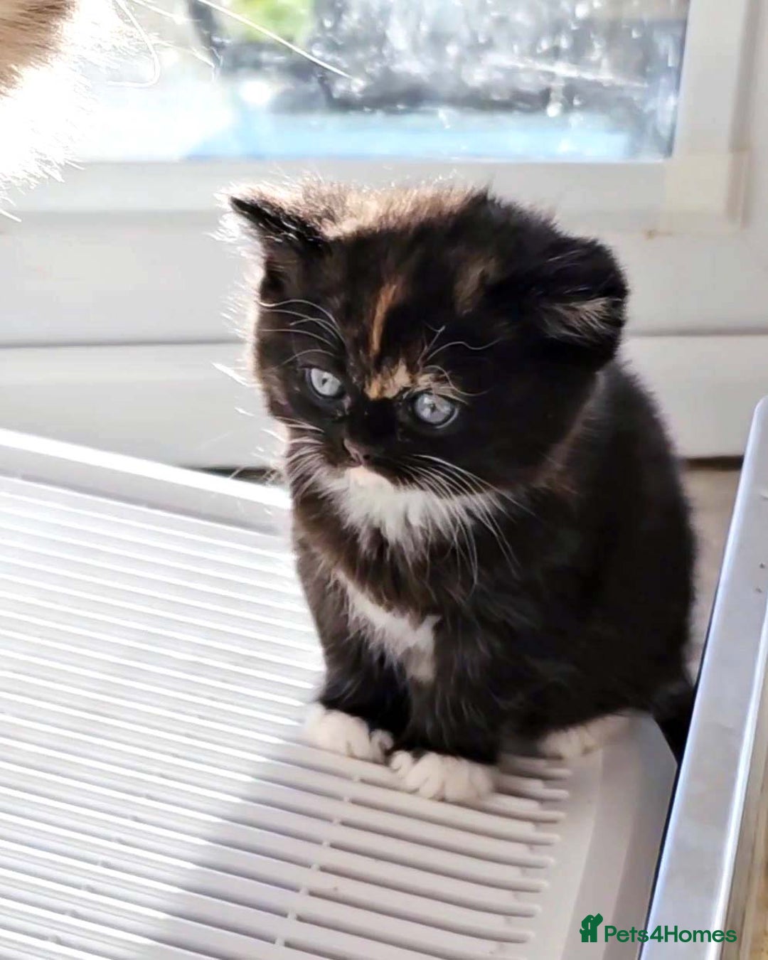 British Shorthair cats for sale: Lovely BSH/BLH Kittens Ready For New Home - Advert 27