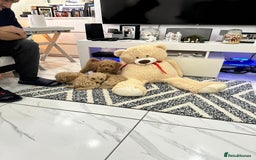 Toy Poodle dogs for stud: F1b westipoo for stud - Image 13