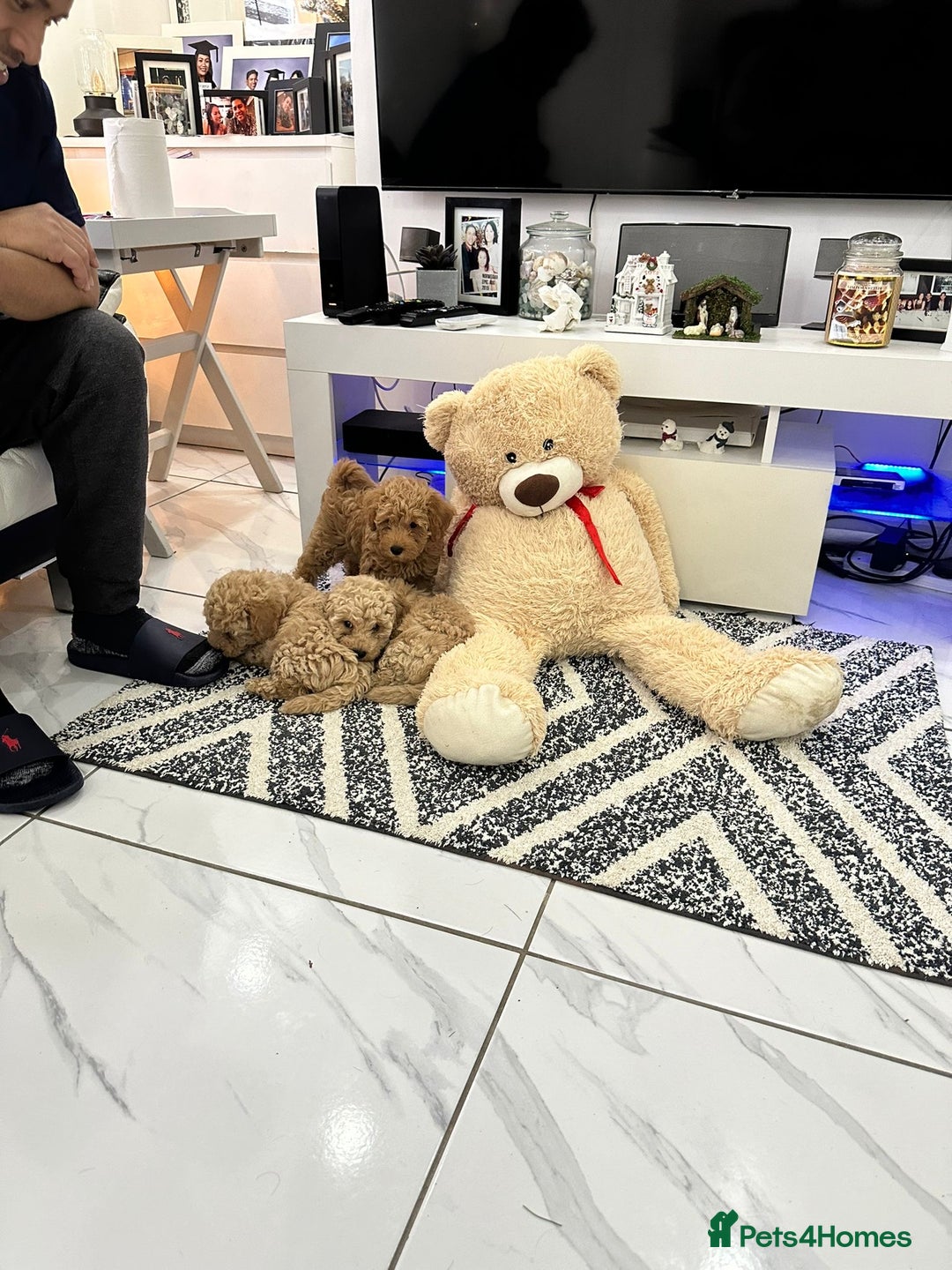Toy Poodle dogs for stud: F1b westipoo for stud - Image 13