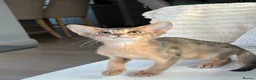 Abyssinian cats for sale:     Gorgeous kittens from champion parents 😽 - Advert 10