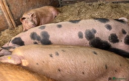 Pig livestock for sale: Gloucestershire Old Spot Gilts - Image 4