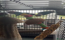 Lovebirds birds for sale: Two Love Birds for sale - Image 3