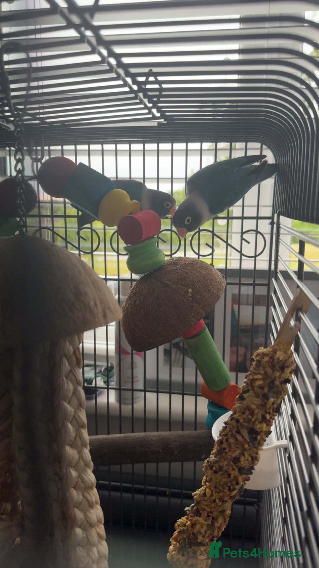 Lovebirds birds for sale: Two Love Birds for sale - Image 3