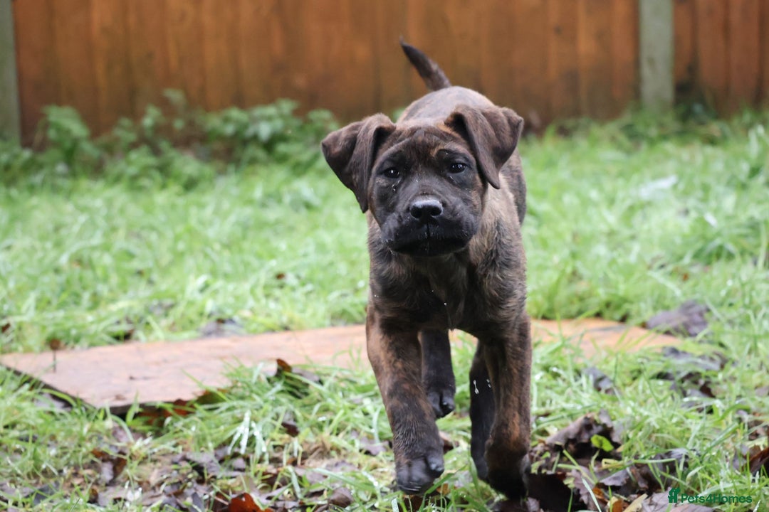Presa Canario dogs for sale: Presa Canario Puppies (Recognised Breeder) - Advert 1