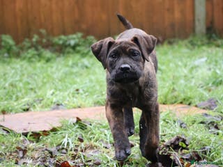 Presa Canario dogs Presa Canario Puppies (Recognised Breeder) - Advert 2