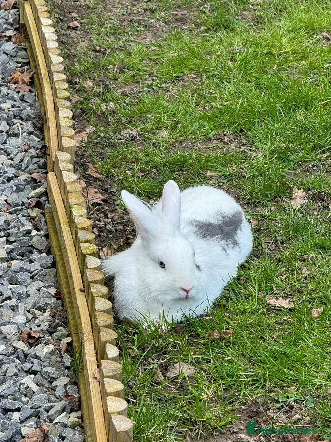 Lionhead rabbits for sale: Holly, 3 years Lionhead – Loving Home Wanted in Windsor - Advert 3