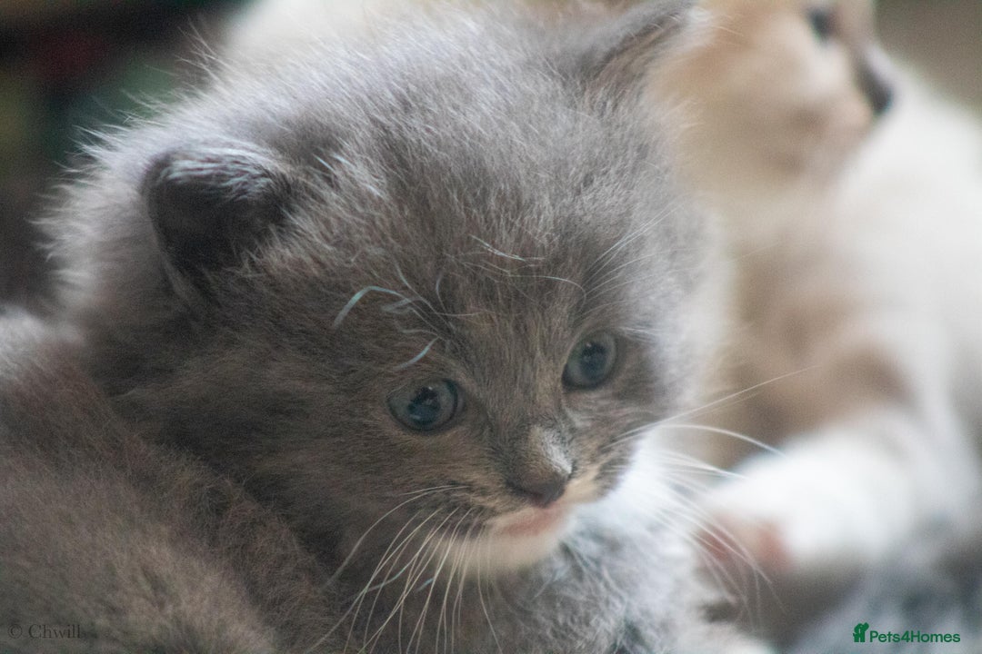 Ragdoll cats for sale: Gorgeous silver tuxedo 7/8 ragdoll boy - Advert 2
