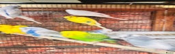 Budgerigars birds for sale: Stunning budgies for sale  - Advert 11