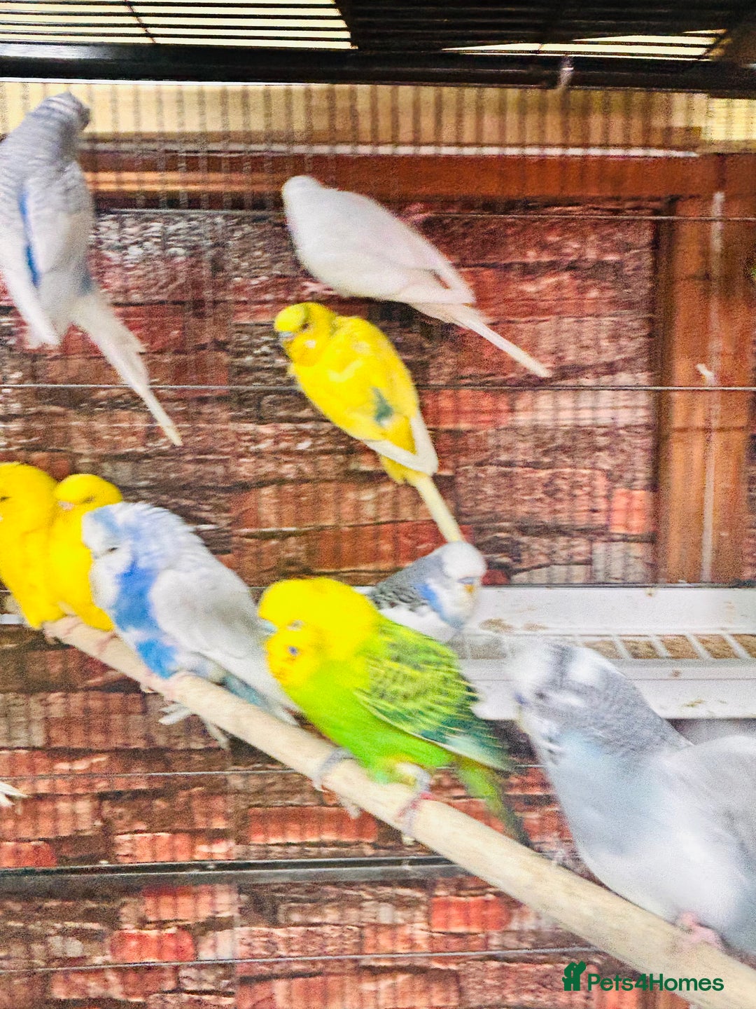 Budgerigars birds for sale: Stunning budgies for sale  - Advert 11