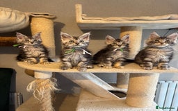 Maine Coon cats for sale: Stunning Maine Coon kittens  - Image 10