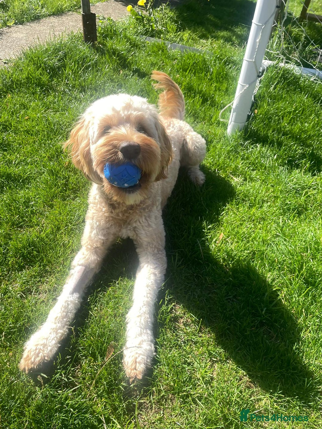 Cockapoo dogs for sale: Male cockapoo  - Advert 2