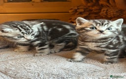 British Shorthair cats for sale: Silver Tabby also Brown Spotted Kittens - Image 8