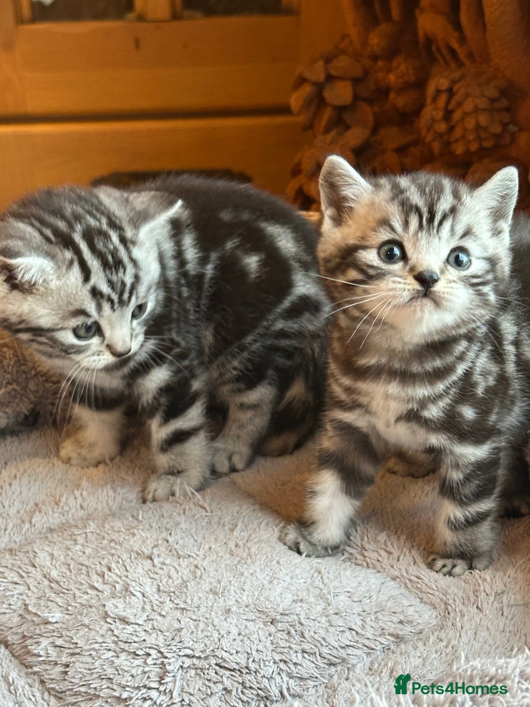 British Shorthair cats for sale: Silver Tabby also Brown Spotted Kittens - Image 8