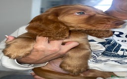 Cocker Spaniel dogs for sale: 1 Simply gorgeous Male Cocker Spaniel left 🐶⭐️🐶 - Image 19