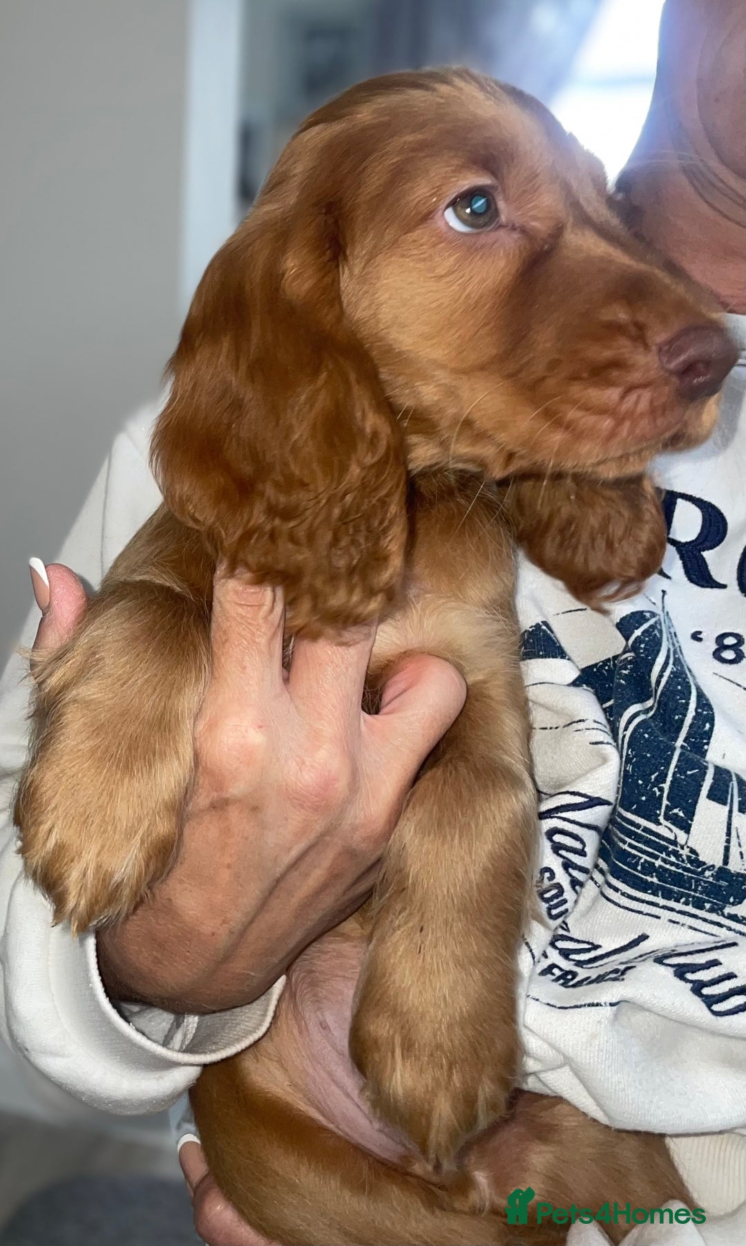Cocker Spaniel dogs for sale: 1 Simply gorgeous Male Cocker Spaniel left 🐶⭐️🐶 - Image 19