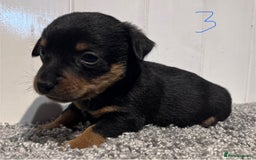 Lancashire Heeler dogs for sale: Lancashire Heelers - Image 20